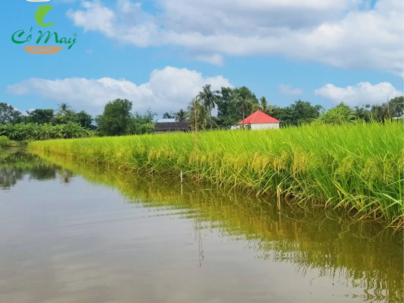 Gạo Long Châu 66 lúa tôm túi 5kg 6 Gạo Long Châu 66 - Canh tác mô hình lúa tôm sinh thái