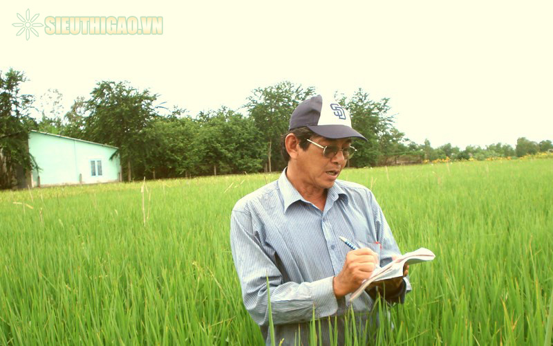 Kỹ sư Hồ Quang Cua - Cha Đẻ giống lúa ST25